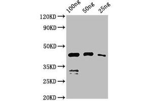Western Blot Positive WB detected in Recombinant protein All lanes: VP1 antibody at 2. (VP1 (S1) (AA 288-369) anticorps)