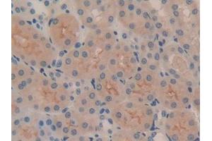 Detection of ITGaV in Mouse Kidney Tissue using Polyclonal Antibody to Integrin Alpha V (ITGaV)