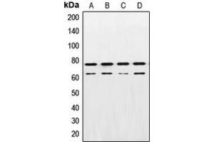 Western blot analysis of Lamin A/C expression in A431 (A), HeLa (B), NIH3T3 (C), PC12 (D) whole cell lysates. (Lamin A/C anticorps  (Center))