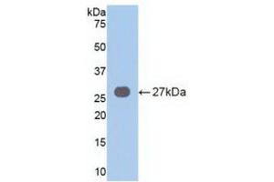 VAV3 antibody  (AA 183-380)