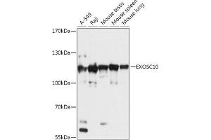 Western blot analysis of extracts of various cell lines, using EXOSC10 antibody (ABIN7267062) at 1:1000 dilution. (EXOSC10 anticorps  (AA 586-885))