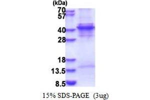 SDS-PAGE (SDS) image for Kruppel-Like Factor 6 (KLF6) (AA 1-283) protein (His tag) (ABIN5853533)