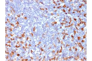Formalin-fixed, paraffin-embedded human Lymph Node stained with CD163-Monospecific Mouse Monoclonal Antibody (M130/2162).