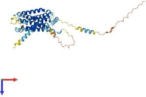 AlphaFold protein structure predicition of Mouse Recombinant Gpr62 Protein, UniprotID Q80UC6