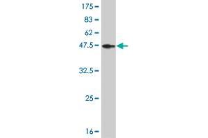 Western Blot detection against Immunogen (37.