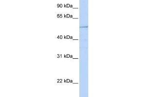 WB Suggested Anti-HNF1B Antibody Titration:  0. (HNF1B anticorps  (N-Term))