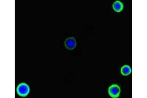 Immunofluorescent analysis of MCF-7 cells using ABIN7167911 at dilution of 1:100 and Alexa Fluor 488-congugated AffiniPure Goat Anti-Rabbit IgG(H+L)