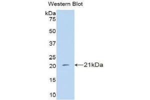 Western Blotting (WB) image for anti-Interferon, alpha 4 (IFNa4) (AA 10-163) antibody (ABIN3209118) (IFNA4 anticorps  (AA 10-163))