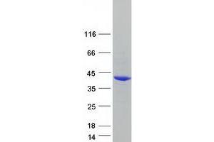 Validation with Western Blot (PHYHIP Protein (Transcript Variant 2) (Myc-DYKDDDDK Tag))