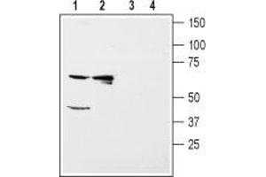Western blot analysis of rat kidney (lanes 1 and 3) and liver (lanes 2 and 4) membranes: - 1,2.