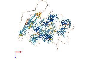 AlphaFold protein structure predicition of Human Recombinant RNF17 Protein, UniprotID Q9BXT8
