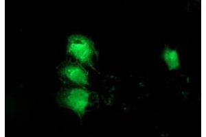 Anti-MGLL mouse monoclonal antibody (ABIN2454564) immunofluorescent staining of COS7 cells transiently transfected by pCMV6-ENTRY MGLL (RC218358). (MGLL anticorps)