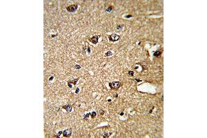 Formalin-fixed and paraffin-embedded human brain tissue reacted with IA Antibody (N-term), which was peroxidase-conjugated to the secondary antibody, followed by DAB staining.