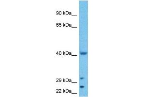 Host:  Rabbit  Target Name:  WWTR1  Sample Type:  HepG2 Whole Cell lysates  Antibody Dilution:  1. (WWTR1 anticorps  (N-Term))