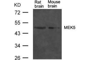 Western blot analysis of extract from rat brain and mouse brain tissue using MEK5 Antibody (MAP2K5 anticorps  (AA 311-315))