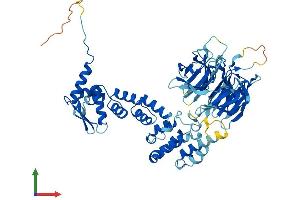 AlphaFold protein structure predicition of Human Recombinant ENC1 Protein, UniprotID O14682