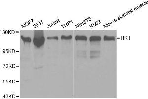 Western blot analysis of extracts of various cell lines, using HK1 antibody (ABIN5970413) at 1/500 dilution. (Hexokinase 1 anticorps)