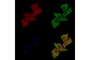 ABIN6260705 and ABIN6278179 staining Hela cells by IF/ICC.