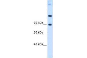 Western Blotting (WB) image for anti-Solute Carrier Family 7 (Cationic Amino Acid Transporter, Y+ System), Member 4 (SLC7A4) antibody (ABIN2462744) (SLC7A4 anticorps)