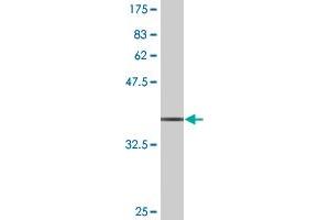 Western Blot detection against Immunogen (36.