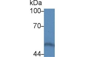 Detection of CALR in Human Hela cell lysate using Polyclonal Antibody to Calreticulin (CALR) (Calreticulin anticorps  (AA 18-193))