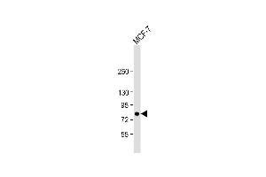 Anti-BRAF Antibody  at 1:1000 dilution + MCF-7 whole cell lysate Lysates/proteins at 20 μg per lane.