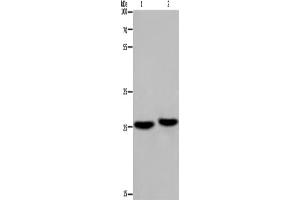 Western Blotting (WB) image for anti-Ependymin Related Protein 1 (Zebrafish) (EPDR1) antibody (ABIN2423381) (EPDR1 anticorps)