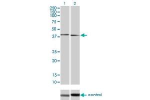 Western blot analysis of MAPK11 over-expressed 293 cell line, cotransfected with MAPK11 Validated Chimera RNAi (Lane 2) or non-transfected control (Lane 1). (MAPK11 anticorps  (AA 255-364))