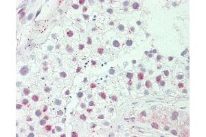 Anti-HEPHL1 antibody IHC staining of human testis. (HEPHL1 anticorps  (AA 199-225))