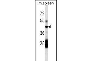 CD79A Antibody (C-term) (ABIN1536593 and ABIN2843794) western blot analysis in mouse spleen tissue lysates (35 μg/lane).