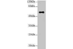 Western Blot All lanes: LRRC31 antibody at 5 μg/mL + Mouse small intestine tissue Secondary Goat polyclonal to rabbit IgG at 1/10000 dilution Predicted band size: 62, 56, 39, 49 kDa Observed band size: 62 kDa (LRRC31 anticorps  (AA 1-300))