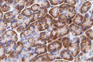 ABIN6266814 at 1/100 staining human pancreas tissue sections by IHC-P. (LRAT anticorps  (Internal Region))