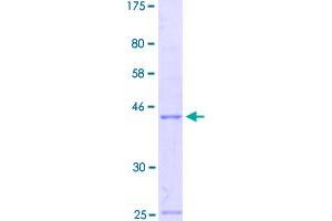 Image no. 1 for Engrailed Homeobox 2 (EN2) (AA 86-210) protein (GST tag) (ABIN1352779)