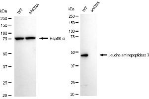 Western blotting analysis using leucine aminopeptidase 3 antibody (ABIN7798268).