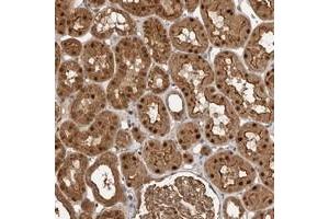 Immunohistochemical staining of human kidney with STRAP polyclonal antibody  shows strong nuclear, cytoplasmic and membranous positivity in cells in tubules at 1:50-1:200 dilution.
