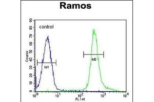 PNLDC1 Antibody (C-term) (ABIN655332 and ABIN2844899) flow cytometric analysis of Ramos cells (right histogram) compared to a negative control cell (left histogram). (PNLDC1 anticorps  (C-Term))