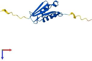 AlphaFold protein structure predicition of Human Recombinant RPL22L1 Protein, UniprotID Q6P5R6