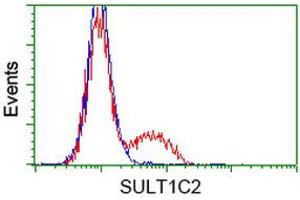 HEK293T cells transfected with either RC202775 overexpress plasmid (Red) or empty vector control plasmid (Blue) were immunostained by anti-SULT1C2 antibody (ABIN2454411), and then analyzed by flow cytometry. (SULT1C2 anticorps)