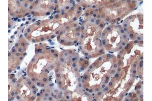 Detection of IGF2 in Rat Kidney Tissue using Polyclonal Antibody to Insulin Like Growth Factor 2 (IGF2)