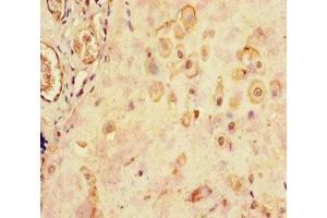 Immunohistochemistry of paraffin-embedded human placenta tissue using ABIN7158587 at dilution of 1:100