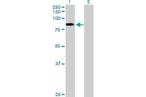Western Blot analysis of CTNNAL1 expression in transfected 293T cell line by CTNNAL1 MaxPab polyclonal antibody. (CTNNAL1 anticorps  (AA 1-734))
