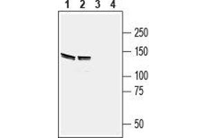Western blot analysis of mouse (lanes 1 and 3) and rat (lanes 2 and 4) brain lysates: - 1,2.