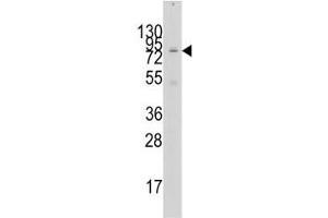 Western blot analysis of GCN5 antibody and 293 lysate.
