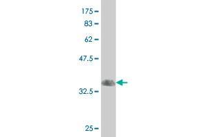 Western Blot detection against Immunogen (33.