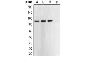 Western blot analysis of STAT5 expression in A431 (A), K562 (B), HeLa (C), NIH3T3 (D) whole cell lysates. (STAT5A anticorps  (C-Term))