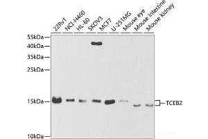 Western blot analysis of extracts of various cell lines using TCEB2 Polyclonal Antibody at dilution of 1:1000. (TCEB2 anticorps)