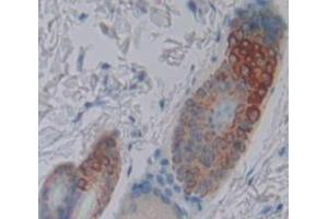 IHC-P analysis of Mouse Tissue, with DAB staining. (LDLRAP1 anticorps  (AA 1-308))