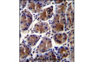GIF Antibody (Center) (ABIN656899 and ABIN2846098) immunohistochemistry analysis in formalin fixed and paraffin embedded human stomach tissue followed by peroxidase conjugation of the secondary antibody and DAB staining.