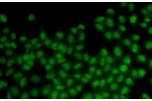 Immunofluorescence analysis of HeLa cells using ID3 Polyclonal Antibody (ID3 anticorps)