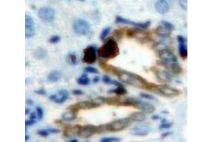IHC-P analysis of Liver tissue, with DAB staining. (CEACAM1 anticorps  (AA 35-143))